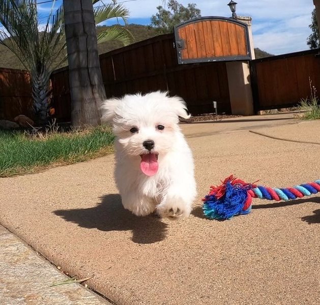 comprar cachorros sanos, baratos y asequibles para la venta